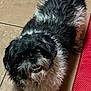 dog, pet, black, white, curly_fur, smiling, indoor, tile_floor, mat, friendly, canine, fur, small_dog, looking_up, animal, cute, companion, domestic, happy, standing