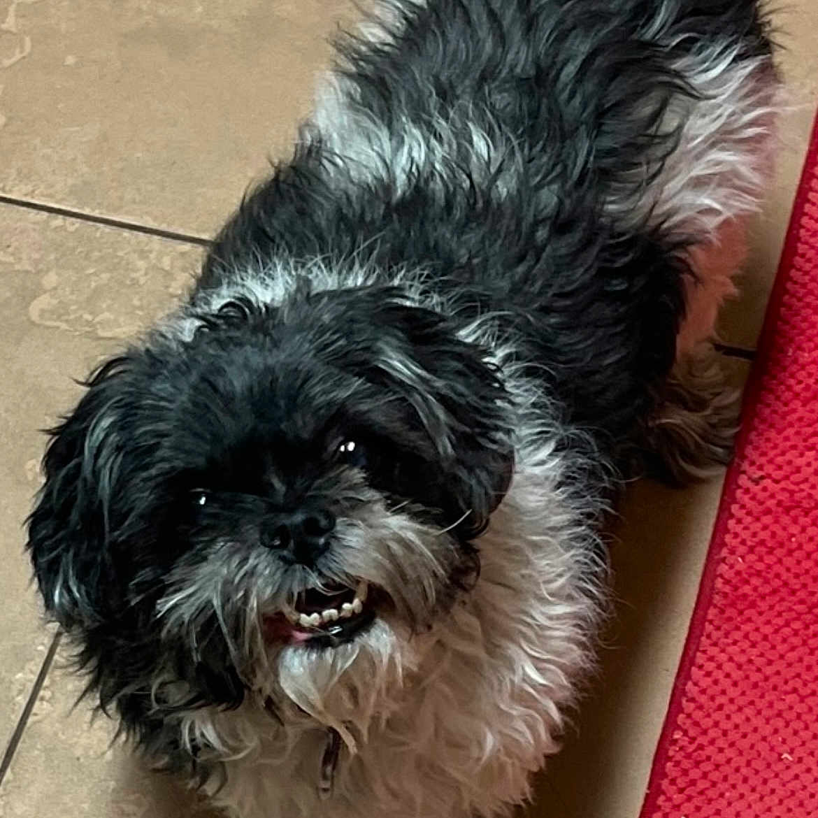 Shelby joined the competition — help win amazing prizes! animal, black, canine, companion, curly_fur, cute, dog, domestic, friendly, fur, happy, indoor, looking_up, mat, pet, small_dog, smiling, standing, tile_floor, white