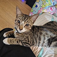 Clyde Allen is registered to the contest to win money with this photo: cat, tabby_cat, pet, indoor, lap, collar, bell, curious, feline, striped, fur, animal, resting, person, blanket, colorful, wooden_floor, comfort, cozy, closeup