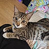 cat, tabby_cat, pet, indoor, lap, collar, bell, curious, feline, striped, fur, animal, resting, person, blanket, colorful, wooden_floor, comfort, cozy, closeup