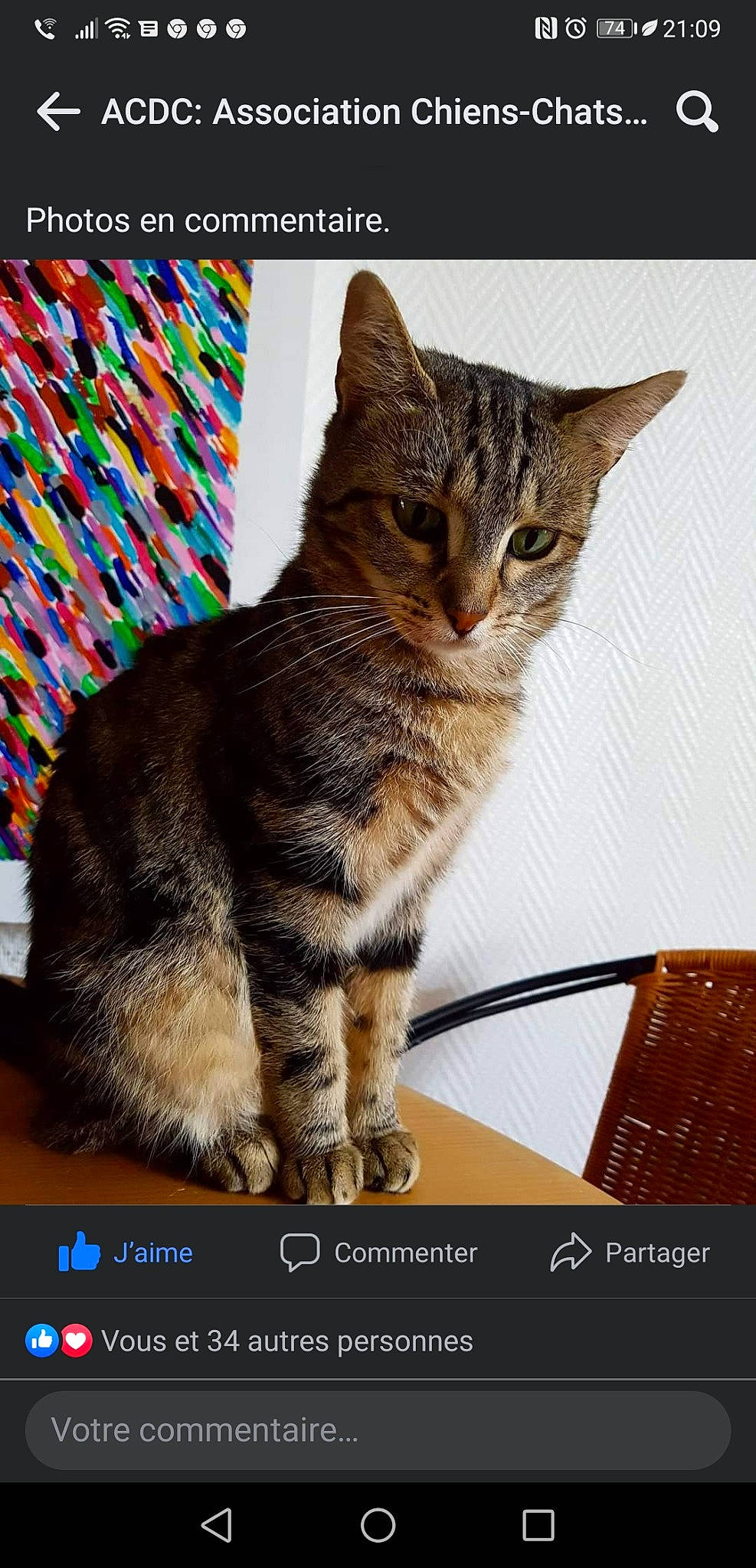 Myrtille a rejoint le concours — aidez-le/la à gagner de superbes lots ! carnivore, cat, cat_supply, domestic_short_haired_cat, felidae, font, fur, organism, paw, pet_supply, photo_caption, rectangle, screenshot, sitting, small_to_medium_sized_cats, snout, tail, terrestrial_animal, whiskers, wildlife