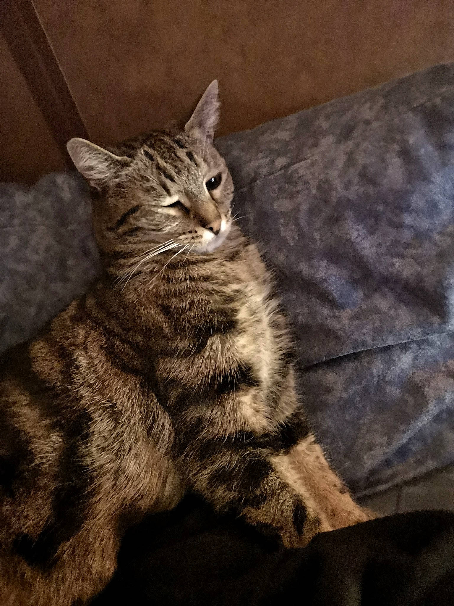 Myrtille participe au concours pour gagner de l'argent avec cette photo : carnivore, cat, claw, darkness, domestic_short_haired_cat, felidae, fur, grey, paw, sitting, small_to_medium_sized_cats, snout, tail, terrestrial_animal, whiskers, wildlife