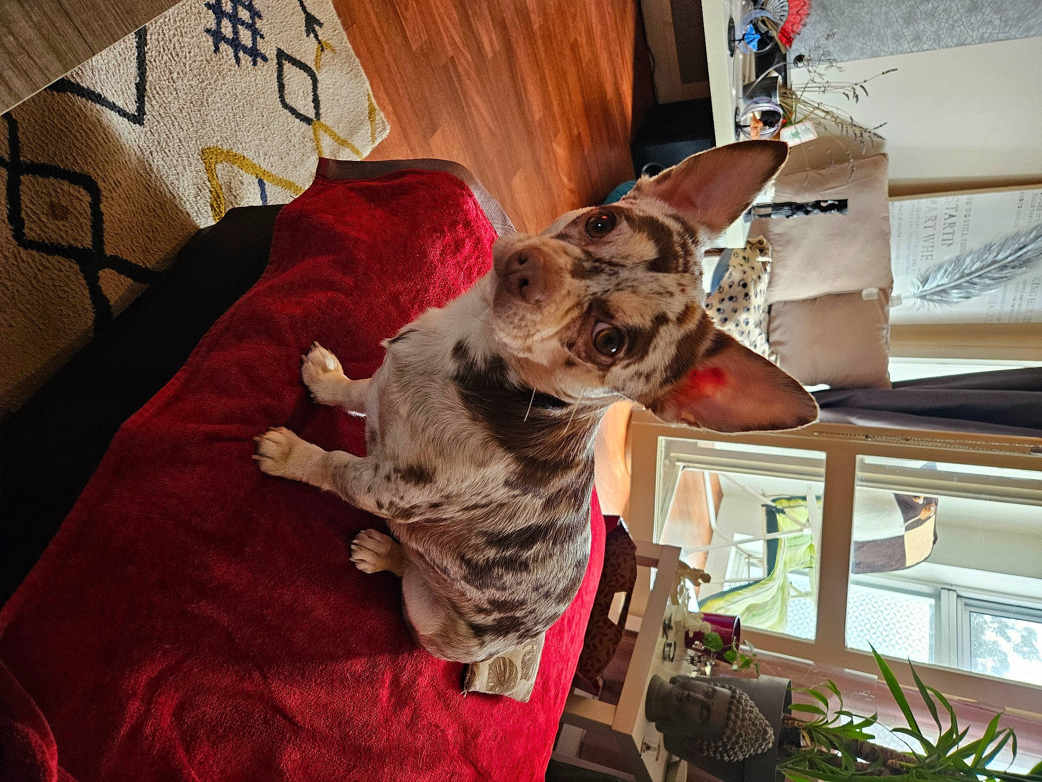 Diego a rejoint le concours — aidez-le/la à gagner de superbes lots ! canidae, carnivore, collar, comfort, companion_dog, dog, dog_breed, dog_supply, fawn, felidae, fur, pattern, plant, room, small_to_medium_sized_cats, snout, sporting_group, whiskers, wood, working_animal