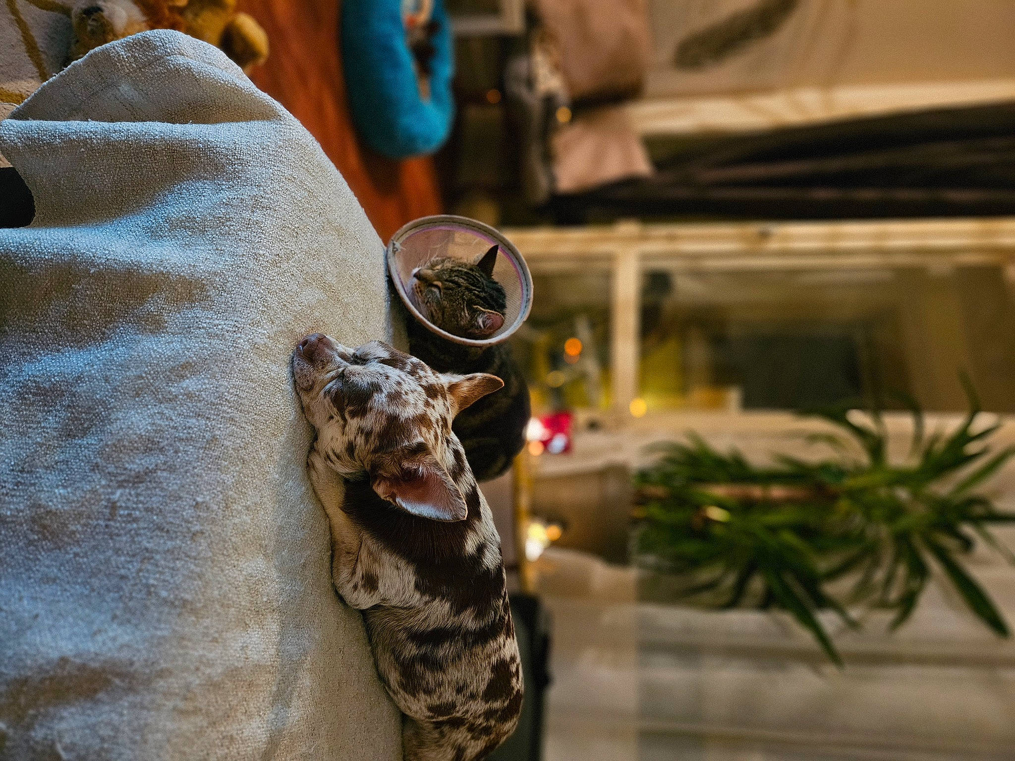 Diego a rejoint le concours — aidez-le/la à gagner de superbes lots ! amphibian, army, felidae, fish, fur, hat, houseplant, lizard, military, plant, reptile, soil, tail, whiskers