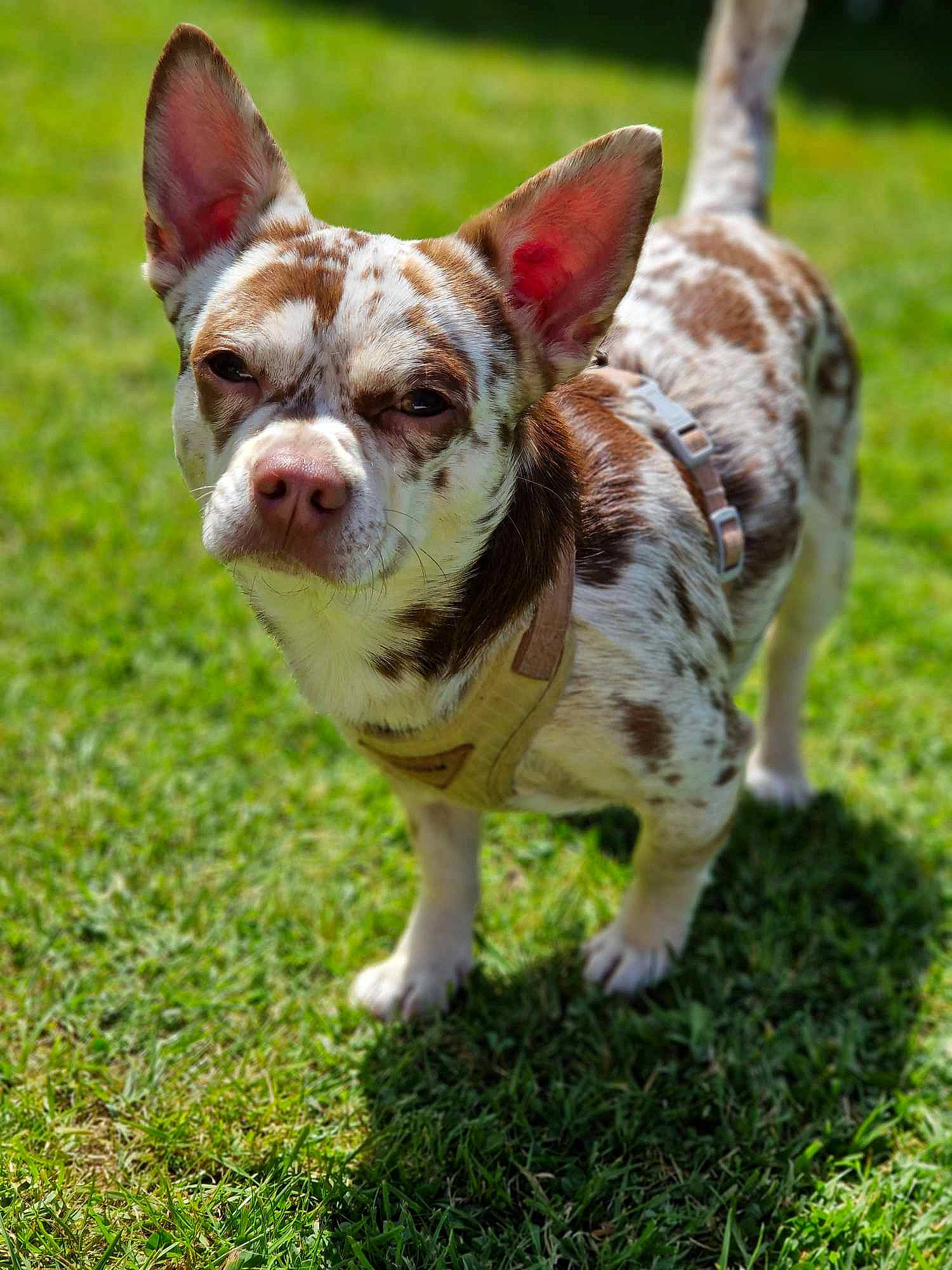 Diego participe au concours pour gagner de l'argent avec cette photo : bulldog, canidae, carnivore, collar, companion_dog, dog, dog_breed, dog_collar, ear, fawn, grass, groundcover, holiday, plant, snout, sporting_group, terrestrial_animal, toy_dog, whiskers, working_animal