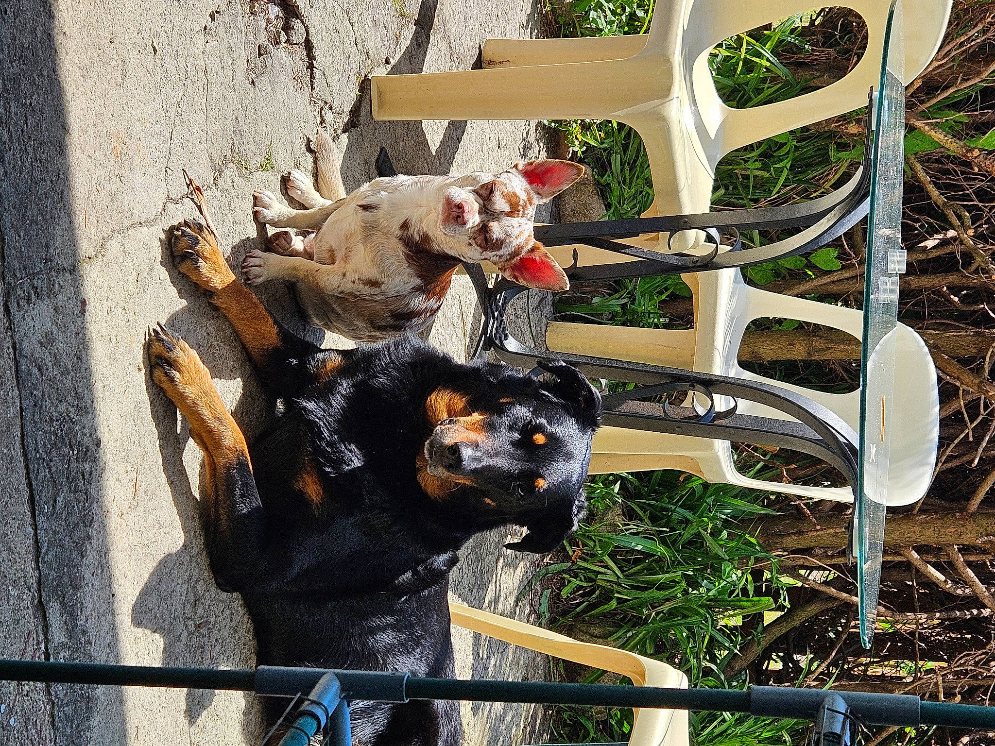 Diego participe au concours pour gagner de l'argent avec cette photo : canidae, carnivore, chair, companion_dog, dog, dog_breed, fawn, fence, fur, grass, leisure, outdoor_furniture, plant, recreation, sporting_group, working_animal