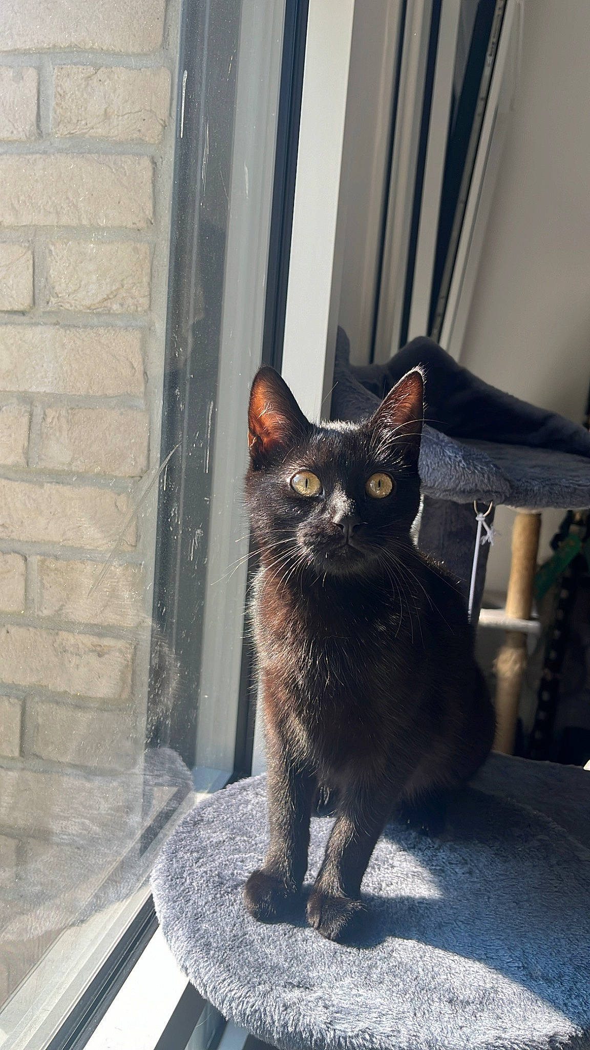 Baghera a rejoint le concours — aidez-le/la à gagner de superbes lots ! black_cat, bombay, carnivore, cat, domestic_short_haired_cat, felidae, fur, grey, metal, plant, small_to_medium_sized_cats, snout, tail, terrestrial_animal, whiskers, window