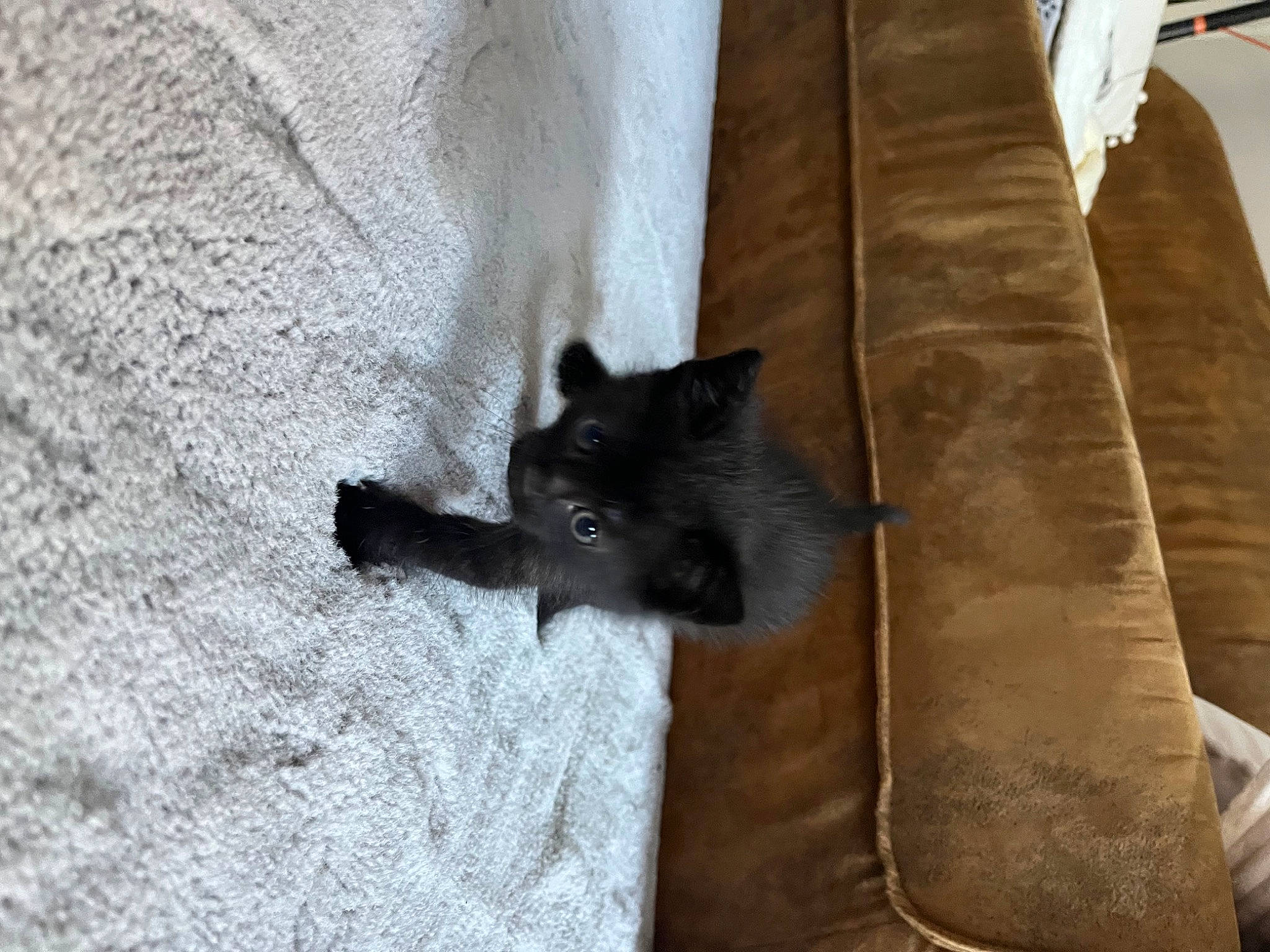 Baghera participe au concours pour gagner de l'argent avec cette photo : black_cat, bombay, canidae, carnivore, cat, cat_supply, claw, comfort, couch, dog_breed, domestic_short_haired_cat, felidae, fur, grey, small_to_medium_sized_cats, snout, tail, terrestrial_animal, whiskers