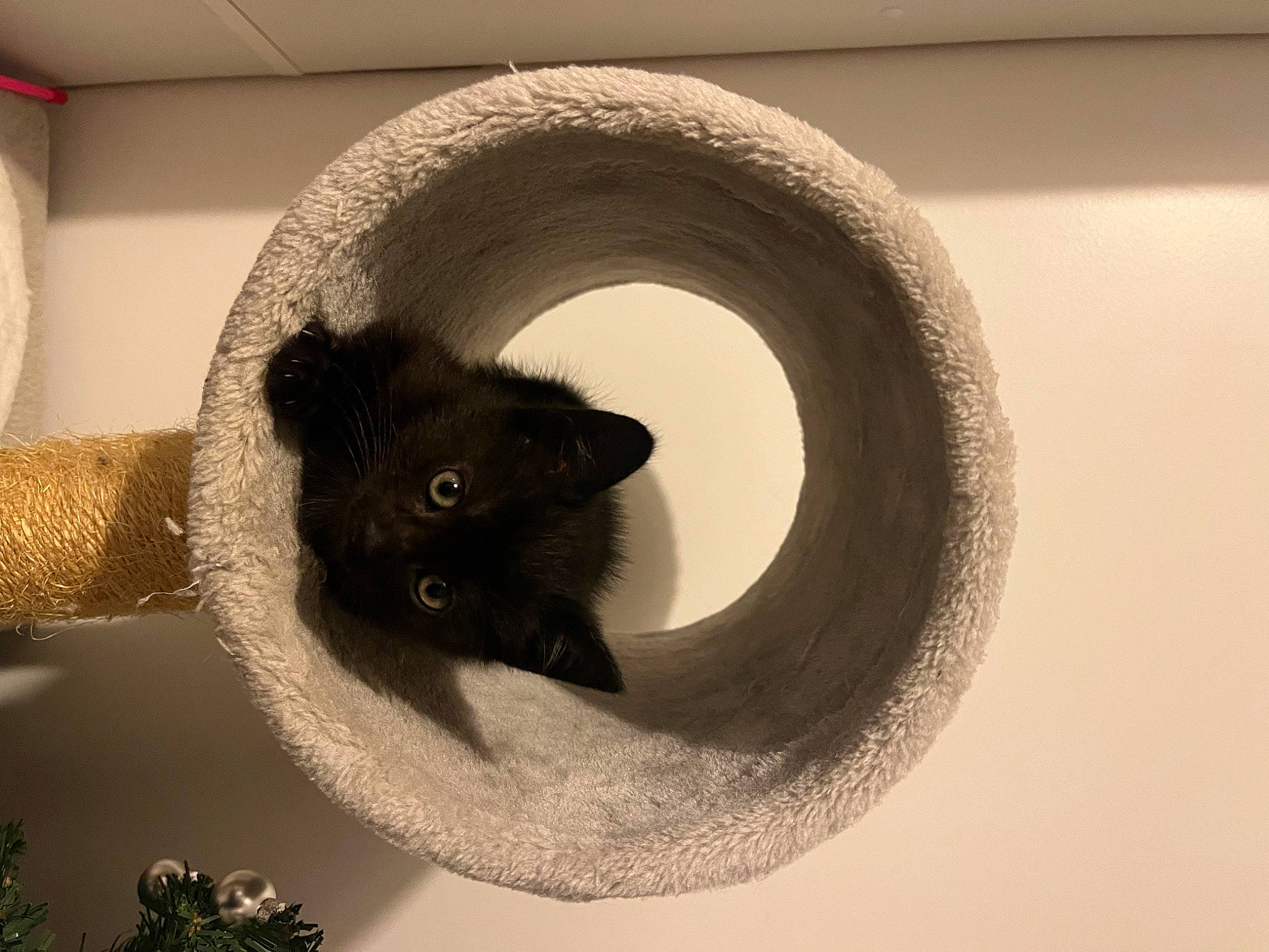 Baghera a rejoint le concours — aidez-le/la à gagner de superbes lots ! automotive_tire, carnivore, cat, cat_bed, cat_furniture, cat_supply, circle, domestic_short_haired_cat, door, felidae, fur, grey, pet_supply, small_to_medium_sized_cats, snout, tail, terrestrial_animal, whiskers, window, wood