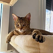 Tokyo participe au concours pour gagner de l'argent avec cette photo : animal, calm, cat, cozy, curious, ears, feline, fluffy, home, indoor, paw, perch, pet, relaxing, resting, soft, sunlight, tabby, whiskers, window
