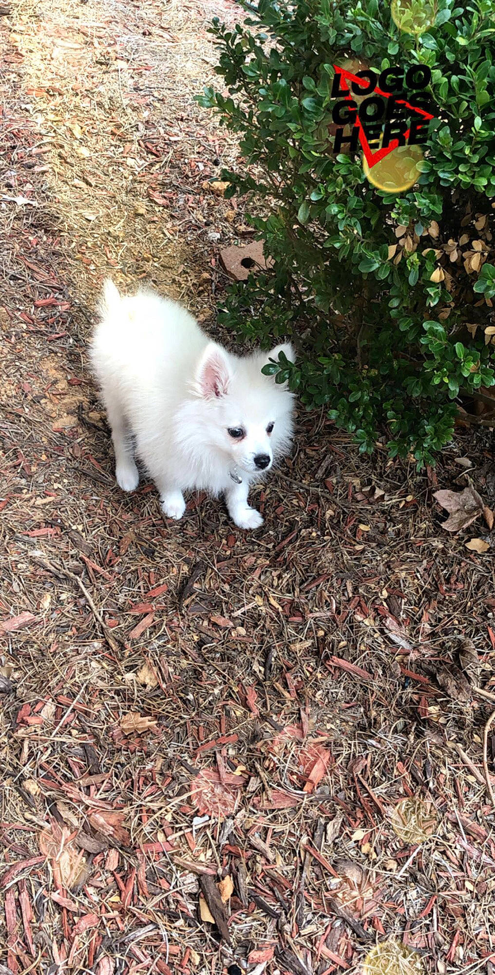 Copito is registered to the contest to win money with this photo: american_eskimo_dog, berger_blanc_suisse, canidae, carnivore, dog, dog_breed, german_spitz, german_spitz_mittel, indian_spitz, japanese_spitz, kintamani, mammal, non_sporting_group, pomeranian, puppy, samoyed, spitz, vertebrate, volpino_italiano, white_shepherd