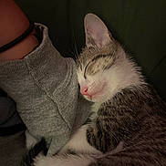 Rat is registered to the contest to win money with this photo: adorable, cat, closeup, cozy, cuddling, cute, feline, gray_fur, indoor, kitten, nap, peaceful, pet, pink_nose, resting, sleeping, soft_texture, warm, whiskers, white_fur