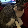 Rat is registered to the contest to win money with this photo: animal, blanket, cat, closeup, cozy, curled_up, fur, furry, indoor, pet, red_blanket, relaxed, resting, sleeping, soft_lighting, tabby, tablet, technology, whiskers, white_paws