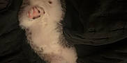 Rat is registered to the contest to win money with this photo: adorable, animal, black_blanket, cat, closeup, cute, feline, fur, indoor, kitten, paw, pet, pink_nose, resting, sleeping, small, stretching, tabby, whiskers, white_fur
