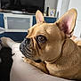 dog, french_bulldog, pet, close_up, side_profile, brown_fur, ears, eyes, resting, indoor, living_room, television, furniture, person, leg, black_nose, cute, companion, canine, domestic_animal