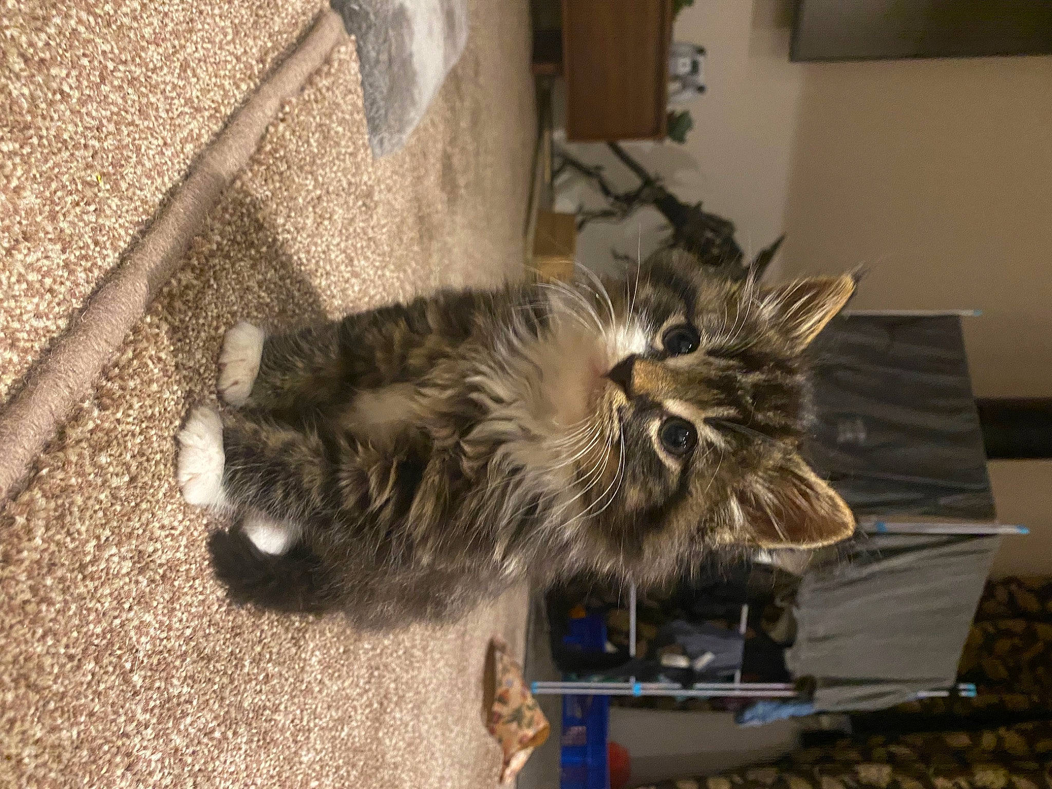 Chewie joined the competition — help win amazing prizes! box, canidae, carnivore, cat, claw, dog_breed, domestic_short_haired_cat, fawn, felidae, fur, paw, small_to_medium_sized_cats, snout, tail, terrestrial_animal, whiskers