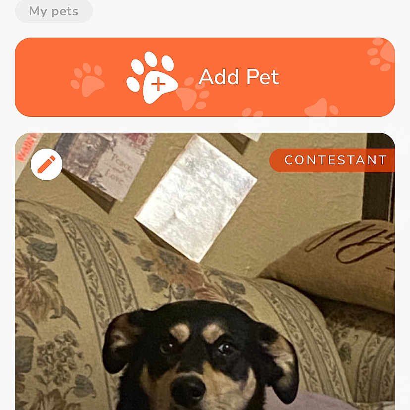 Zoey is registered to the contest to win money with this photo: animal, art, bostonbull, bulldog, canine, collage, couch, cushion, dog, file, furniture, homedecor, hound, number, pet, pitbull, puppy, symbol, text, textmessage