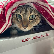 Sherkan a rejoint le concours — aidez-le/la à gagner de superbes lots ! cat, tabby_cat, blanket, whiskers, curious, pet, animal, feline, indoors, closeup, face, green_eyes, box, red_blanket, white_blanket, fur, cute, mammal, looking, resting