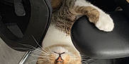 Sherkan participe au concours pour gagner de l'argent avec cette photo : cat, tabby_cat, indoor, office_chair, paw, floor, wood_floor, foot, curious, pet, animal, feline, whiskers, ear, nose, claw, grip, workspace, computer_keyboard, desk