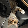 cat, tabby_cat, indoor, office_chair, paw, floor, wood_floor, foot, curious, pet, animal, feline, whiskers, ear, nose, claw, grip, workspace, computer_keyboard, desk