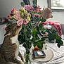Sherkan a rejoint le concours — aidez-le/la à gagner de superbes lots ! cat, tabby_cat, flowers, bouquet, vase, table, tablecloth, indoor, plant, greenery, pink_flowers, white_flowers, curious, pet, feline, sniffing, blurred_background, window, book, cozy