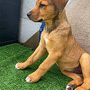 Aïko participe au concours pour gagner de l'argent avec cette photo : puppy, dog, sitting, grass, artificial_grass, brown, pet, young_dog, canine, ears, paws, wall, outdoor, portrait, side_view, fence, storage_box, curious, fur, animal