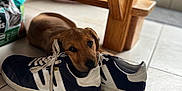 Aïko a rejoint le concours — aidez-le/la à gagner de superbes lots ! puppy, dog, shoe, sneakers, floor, tile, wooden_table, indoor, pet, resting, brown, cute, animal, head, closeup, cozy, domestic, footwear, home, young_dog