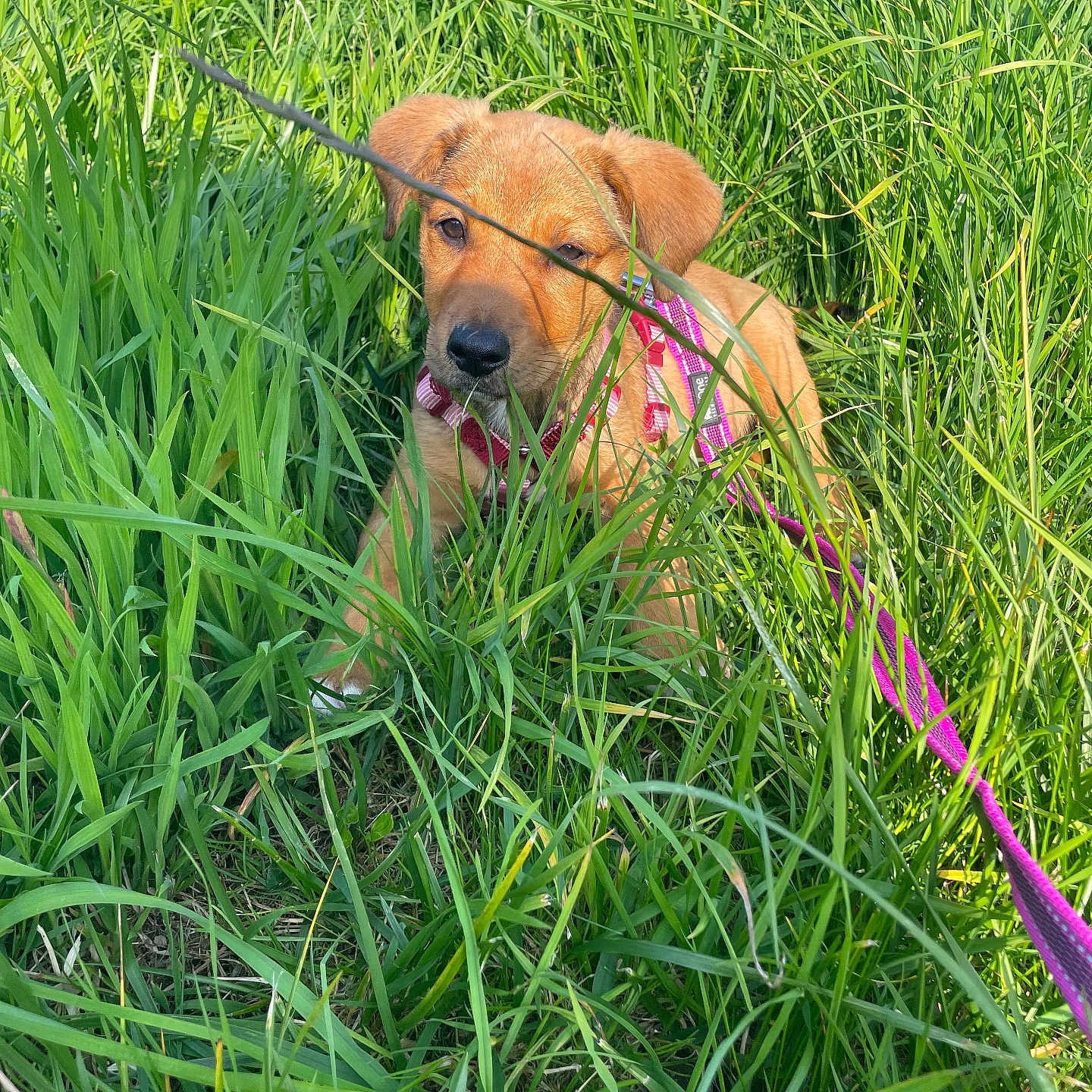 Aïko a rejoint le concours — aidez-le/la à gagner de superbes lots ! adorable, animal, canine, closeup, cute, dog, field, fur, grass, greenery, harness, leash, nature, outdoor, pet, playful, puppy, sitting, sunlight, young