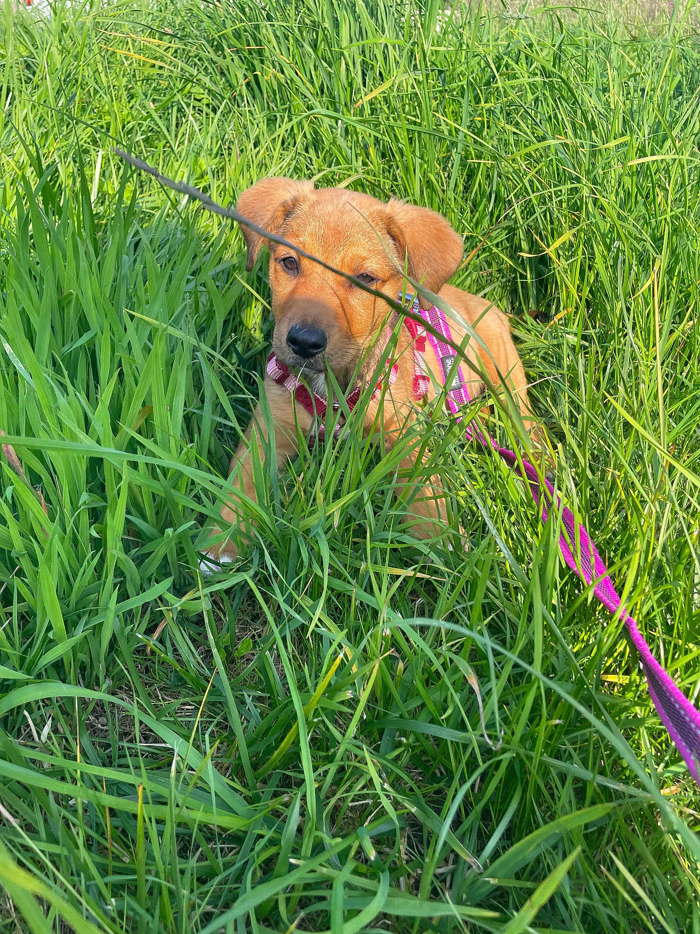 Aïko a rejoint le concours — aidez-le/la à gagner de superbes lots ! puppy, dog, grass, outdoor, nature, pet, greenery, young, animal, leash, harness, canine, field, sunlight, cute, fur, adorable, playful, sitting, closeup