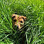 Aïko a rejoint le concours — aidez-le/la à gagner de superbes lots ! dog, grass, outdoor, nature, greenery, animal, pet, curious, nose, eyes, sunlight, daylight, field, canine, fur, summer, playful, close-up, wild, camouflage