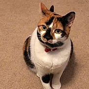 Kali is registered to the contest to win money with this photo: calico_cat, cat, pet, feline, animal, indoor, carpet, collar, red_collar, curious, sitting, cute, whiskers, ears, green_eyes, fur, domestic_cat, looking_up, mammal, companion