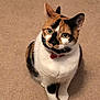 calico_cat, cat, pet, feline, animal, indoor, carpet, collar, red_collar, curious, sitting, cute, whiskers, ears, green_eyes, fur, domestic_cat, looking_up, mammal, companion