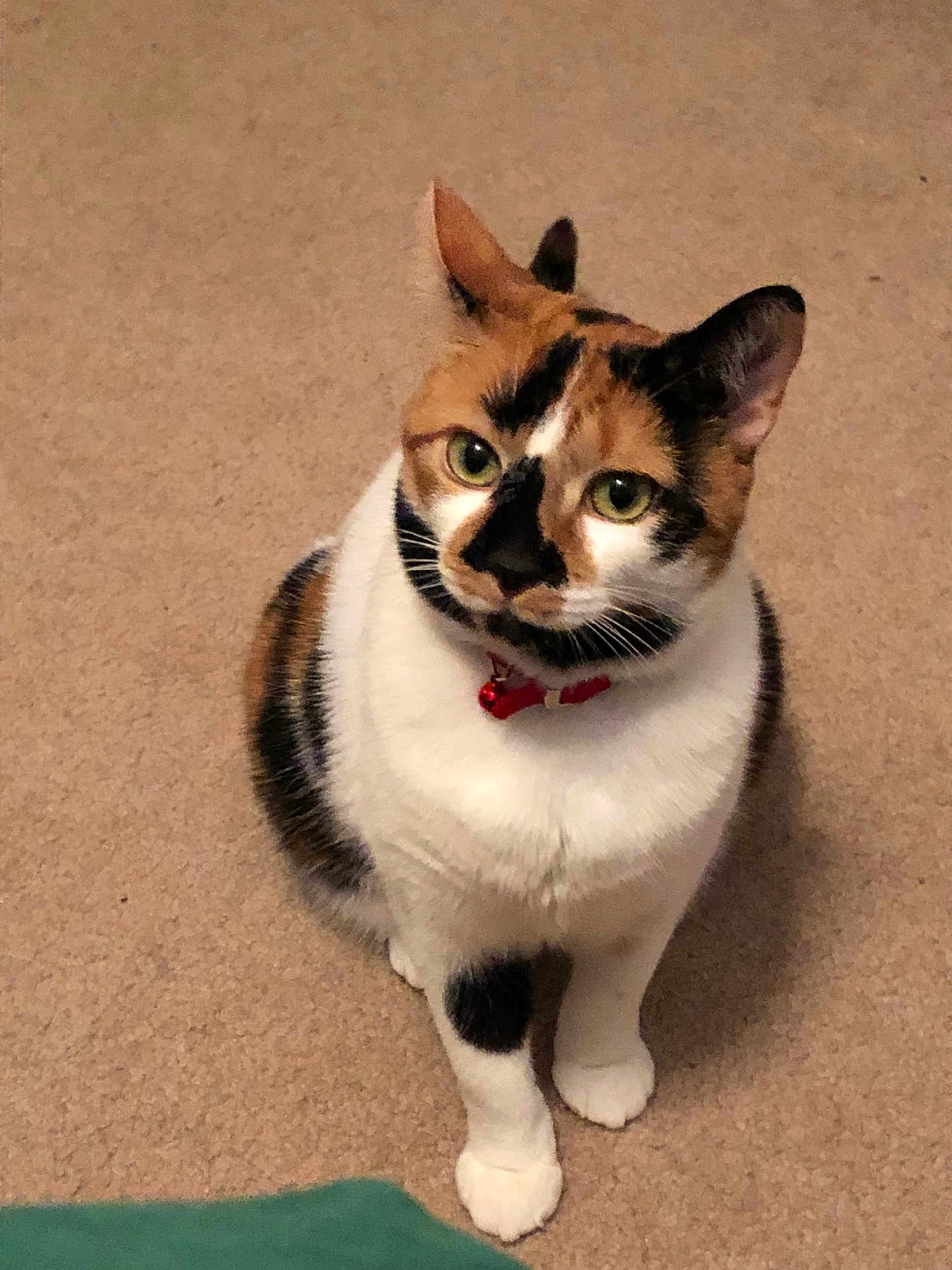 Kali