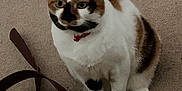 Susan Yamrozy joined the competition — help win amazing prizes! cat, calico_cat, pet, animal, indoor, carpet, belt, collar, fur, sitting, cute, whiskers, paws, domestic_animal, feline, mammal, closeup, looking, playful, brown