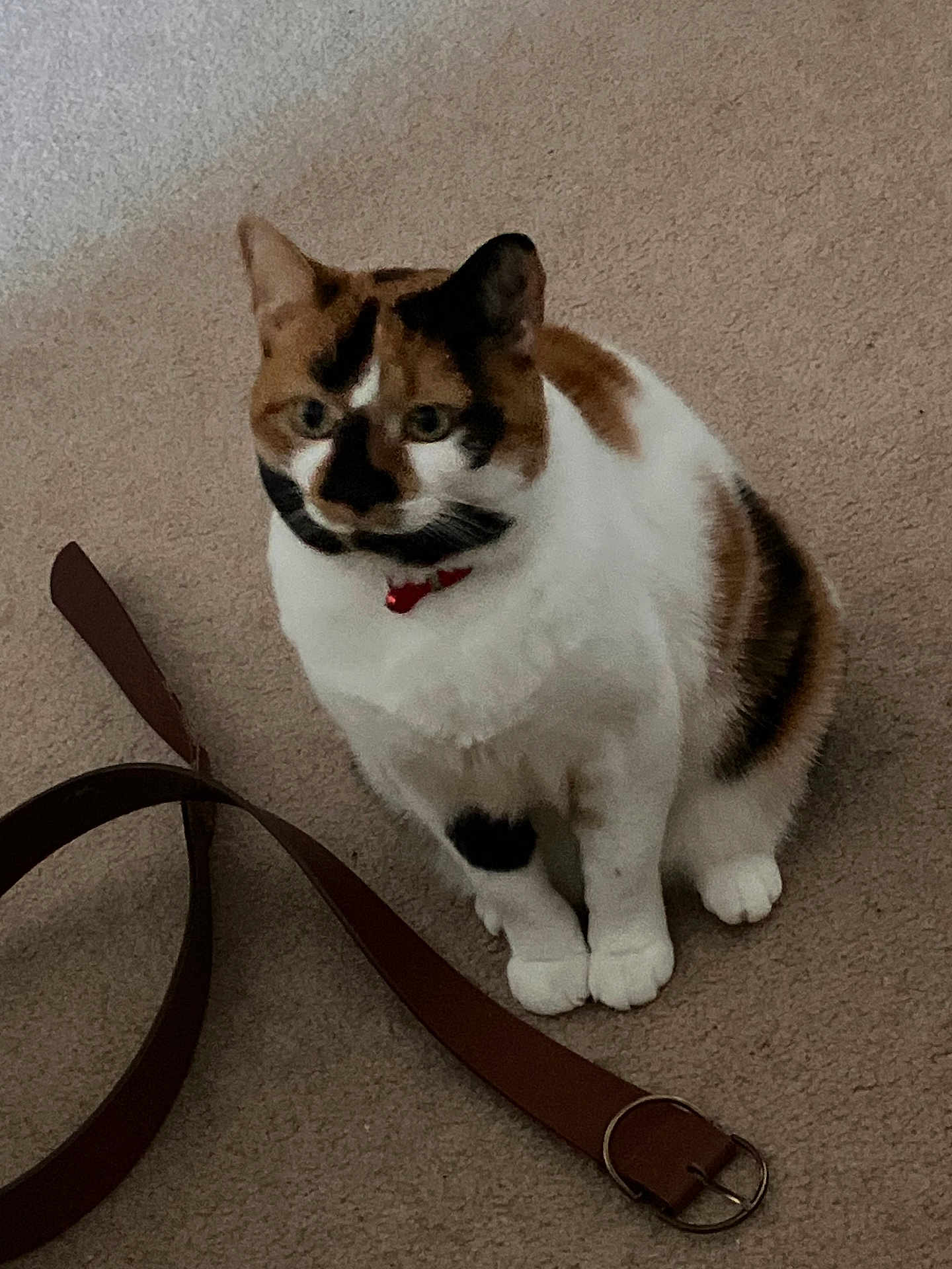 Susan Yamrozy joined the competition — help win amazing prizes! cat, calico_cat, pet, animal, indoor, carpet, belt, collar, fur, sitting, cute, whiskers, paws, domestic_animal, feline, mammal, closeup, looking, playful, brown