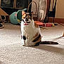 Susan Yamrozy joined the competition — help win amazing prizes! cat, calico_cat, indoor, carpet, pet, animal, feline, sitting, basket, home, domestic, fur, tail, collar, toy, vase, floor, furniture, quiet, relaxed