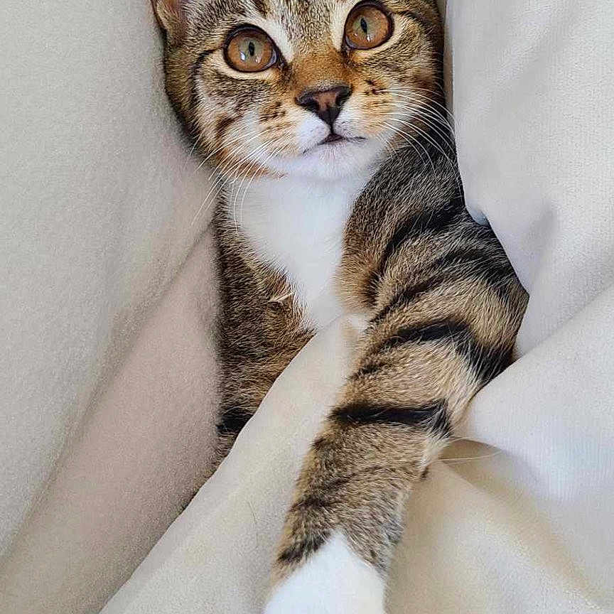 Nala joined the competition — help win amazing prizes! abyssinian, animal, blanket, cat, couch, cushion, furniture, homedecor, kitten, manx, person, pet, sleeping