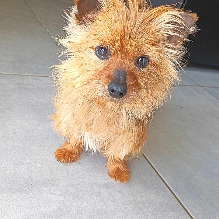 Oreo a rejoint le concours — aidez-le/la à gagner de superbes lots ! dog, small_dog, scruffy, fur, brown_fur, curious_eyes, pet, indoor, floor_tiles, looking_up, animal, canine, cute, adorable, companion, domestic_animal, standing, portrait, alert, friendly