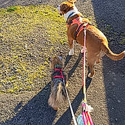 Oreo participe au concours pour gagner de l'argent avec cette photo : dog, leash, harness, shadow, pavement, outdoor, sunlight, walking, pet, animal, companion, path, small_dog, large_dog, daytime, nature, sidewalk, canine, walking_leash, sunny