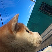 Denver joined the competition — help win amazing prizes! close_up, dog, dog_breed, dog_breed_group, dog_like_mammal, fauna, finnish_spitz, fur, greenland_dog, nose, shiba_inu, siberian_husky, snout, spitz, tail, whiskers