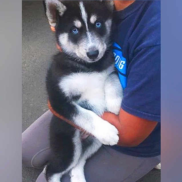 Luna joined the competition — help win amazing prizes! alaskan_klee_kai, alaskan_malamute, carnivoran, dog, dog_breed, dog_breed_group, dog_like_mammal, east_siberian_laika, miniature_siberian_husky, native_american_indian_dog, sakhalin_husky, seppala_siberian_sleddog, siberian_husky, sled_dog, snout, tamaskan_dog, utonagan