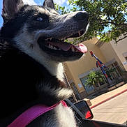 Luna is registered to the contest to win money with this photo: dog, dog_breed, dog_breed_group, dog_like_mammal, lapponian_herder, siberian_husky, sled_dog, snout, whiskers