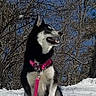 Luna is registered to the contest to win money with this photo: alaskan_klee_kai, alaskan_malamute, canadian_eskimo_dog, dog, dog_breed, dog_breed_group, dog_like_mammal, east_siberian_laika, greenland_dog, jamthund, karelian_bear_dog, miniature_siberian_husky, northern_inuit_dog, sakhalin_husky, seppala_siberian_sleddog, siberian_husky, sled_dog, snout, tamaskan_dog, west_siberian_laika