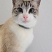 Desy participe au concours pour gagner de l'argent avec cette photo : animal, cat, close_up, collar, curious, cute, domestic_cat, ears, feline, fur, indoor, looking, pet, pink_nose, portrait, sitting, tabby, whiskers, white_background, young_cat