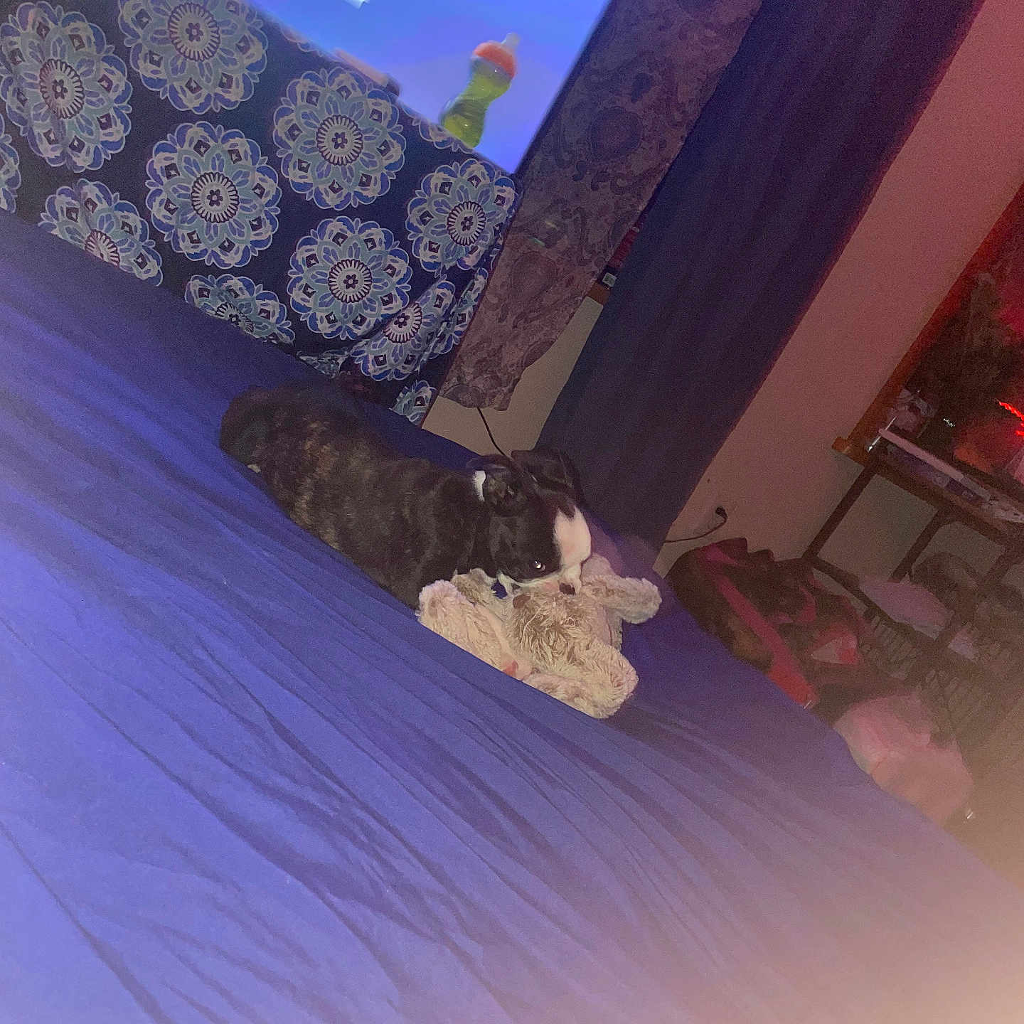 Gemma joined the competition — help win amazing prizes! accessories, animal, bag, bed, bedroom, blanket, bulldog, canine, couch, cushion, dog, electronics, furniture, handbag, homedecor, indoors, interiordesign, pet, room, screen