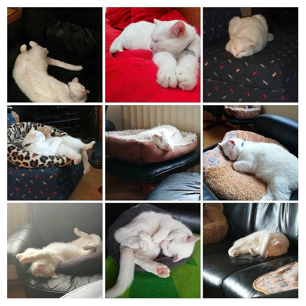 Isis a rejoint le concours — aidez-le/la à gagner de superbes lots ! carnivore, collage, comfort, companion_dog, dog_breed, felidae, font, fur, gesture, ingredient, jaw, linens, mammal, petal, photograph, recipe, small_to_medium_sized_cats, snapshot, textile, white