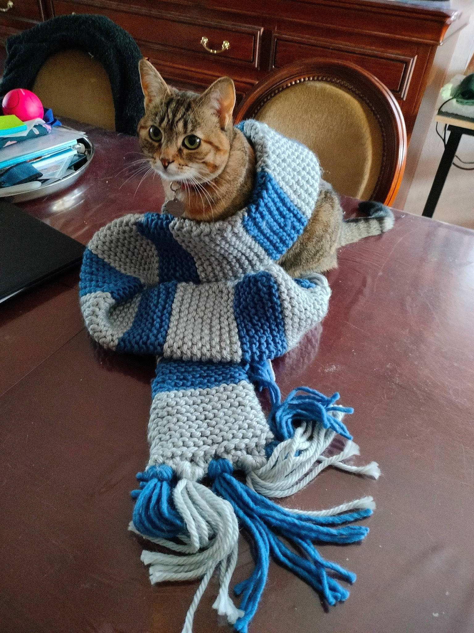 Câline participe au concours pour gagner de l'argent avec cette photo : art, blue, carnivore, cat, chair, comfort, couch, drawer, electric_blue, felidae, flooring, fur, linens, small_to_medium_sized_cats, table, tableware, tail, whiskers, wood, wool