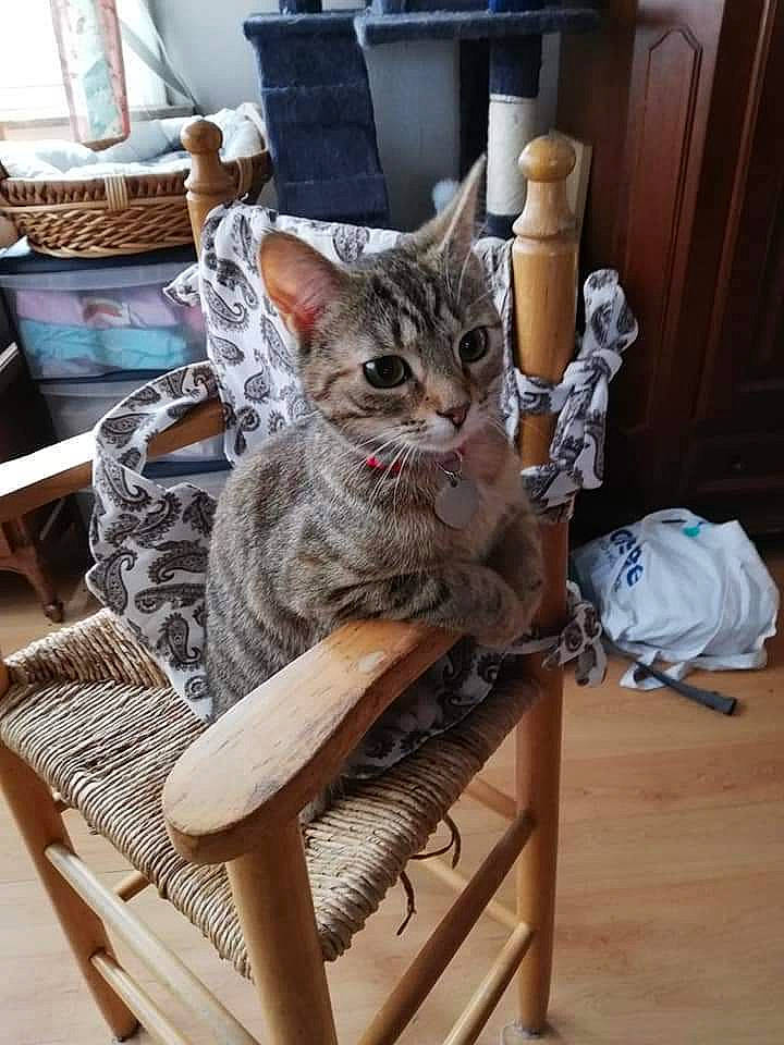 Câline a rejoint le concours — aidez-le/la à gagner de superbes lots ! carnivore, cat, chair, comfort, domestic_short_haired_cat, felidae, flooring, fur, furniture, grey, hardwood, outdoor_furniture, room, sitting, small_to_medium_sized_cats, tail, terrestrial_animal, whiskers, wood, wood_flooring