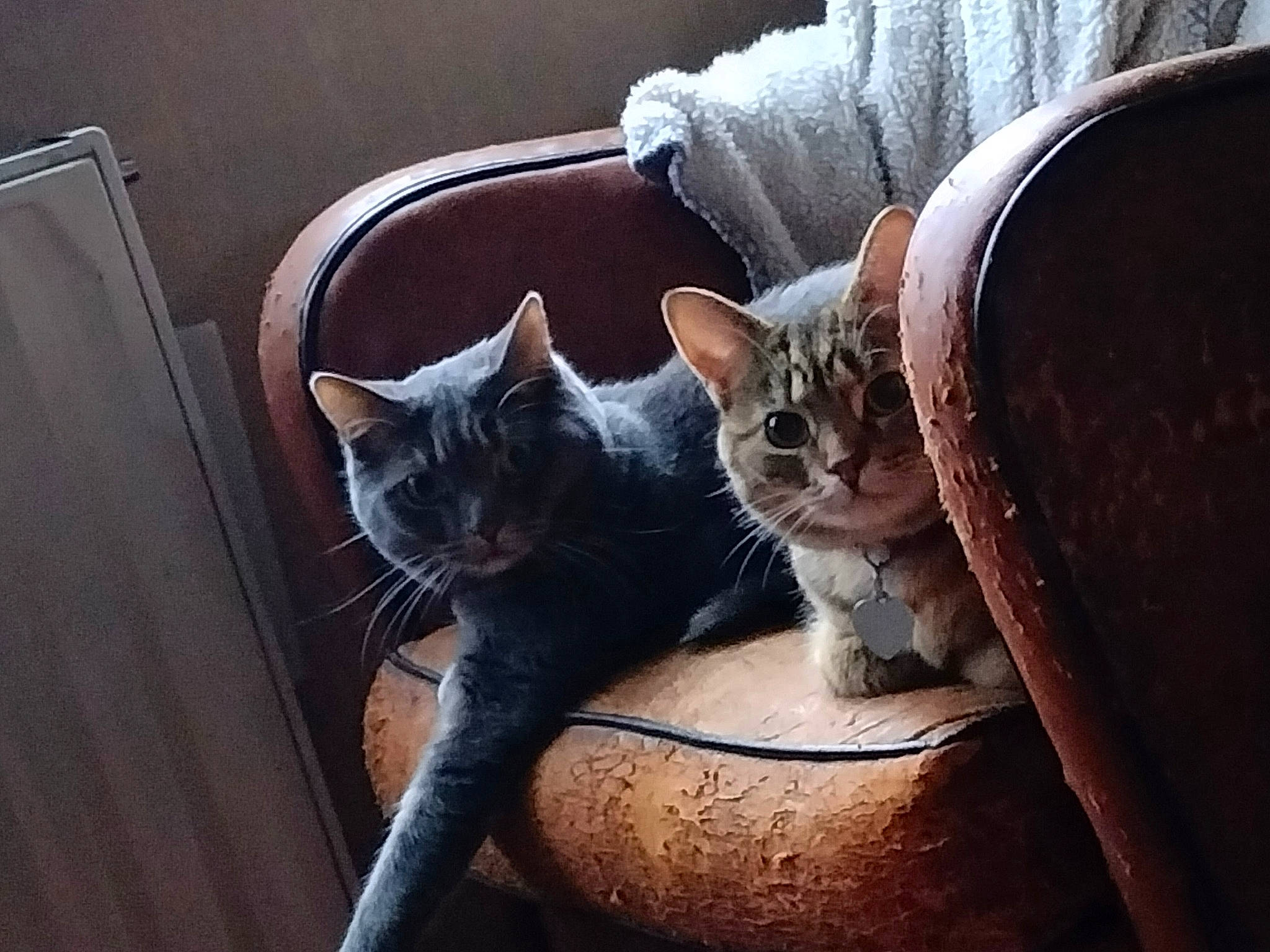 Mystic a rejoint le concours — aidez-le/la à gagner de superbes lots ! carnivore, cat, chair, comfort, couch, domestic_short_haired_cat, door, felidae, flowerpot, fur, grey, houseplant, human_leg, leg, small_to_medium_sized_cats, snout, tail, whiskers, window, wood