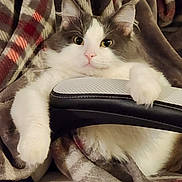 Titty Boy joined the competition — help win amazing prizes! cat, fluffy, gray_and_white, blanket, plaid, chair, relaxed, indoor, pet, animal, feline, cozy, paw, fur, resting, looking, cute, domestic, comfort, home